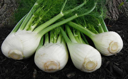 Fennel Antares Hybrid (68 Days) - 863A