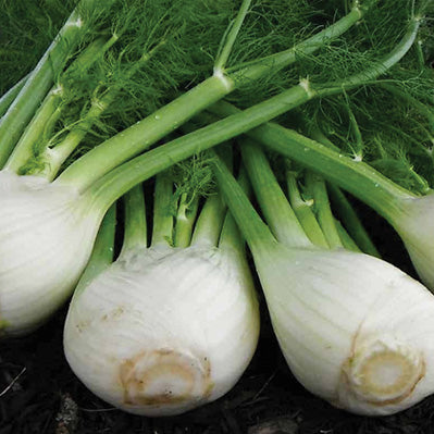 Fennel Antares Hybrid (68 Days)