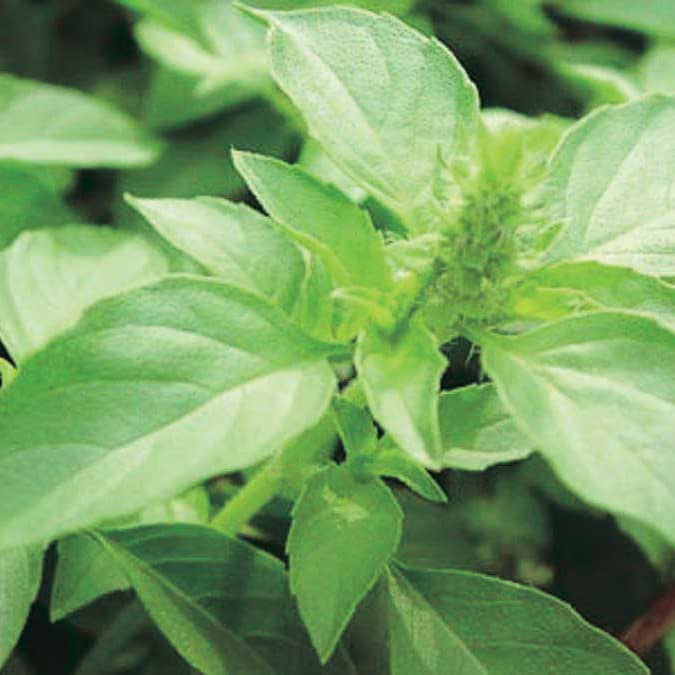 Holy Basil - 865A