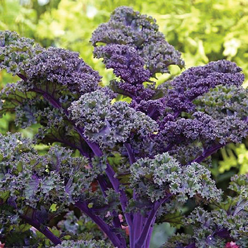 Kale Scarlet (30-55 Days) - 866A