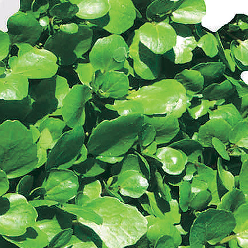 Watercress - 867A