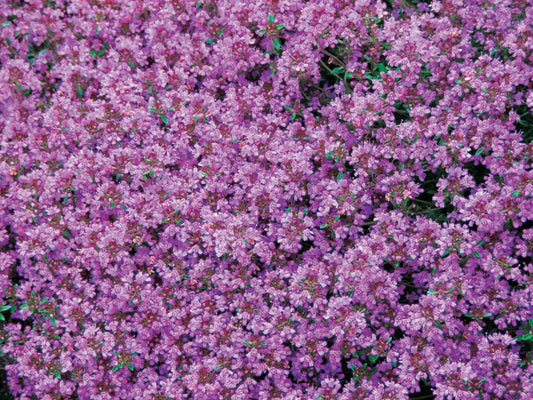 Thyme - Creeping - 868A
