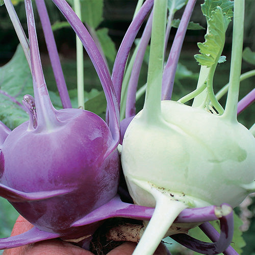 Kohlrabi Early Purple Vienna (55 Days) - 875A