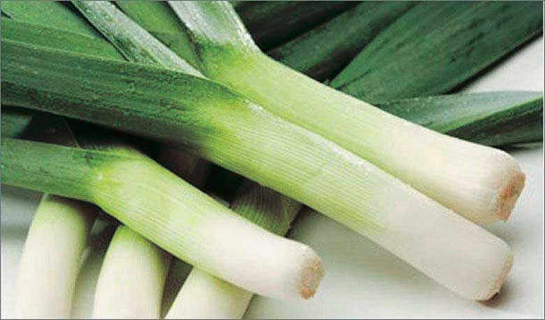 Leeks Large American Flag (120 Days) - 880A