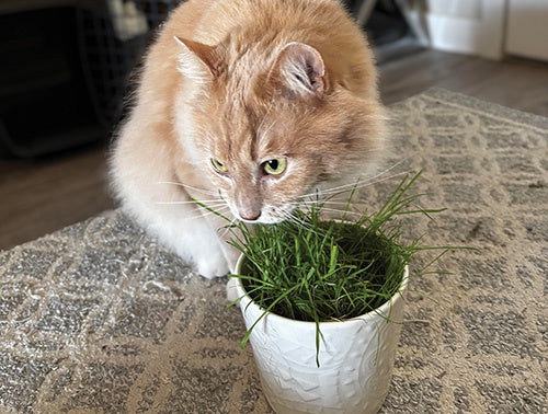 T T Cat Grass - 891A