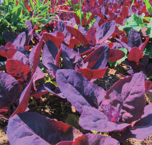 Greens Red Orach (55 Days) - 895A