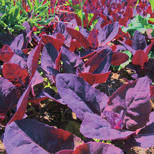 Greens Red Orach (55 Days) - 895A