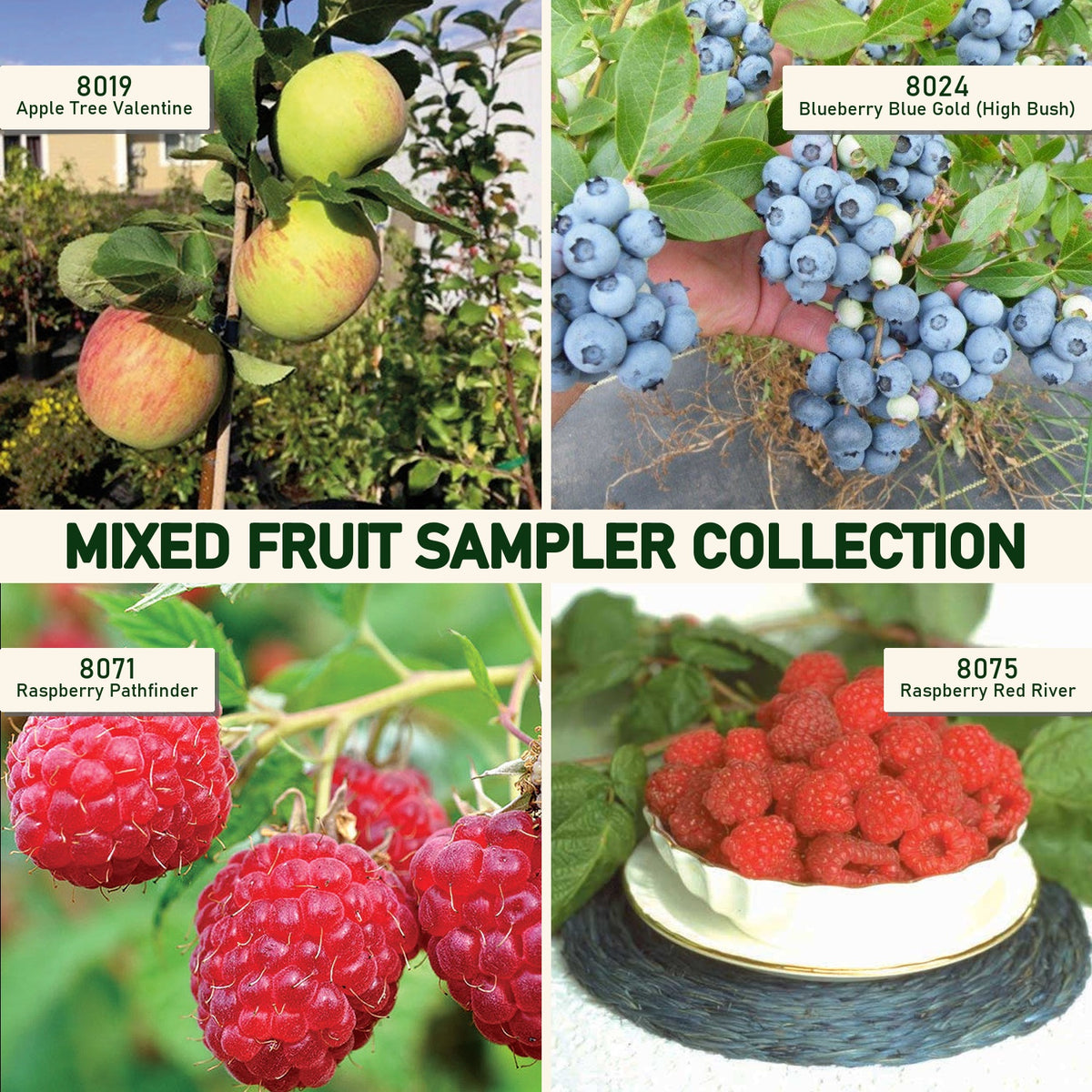 Mixed Fruit Sampler Collection