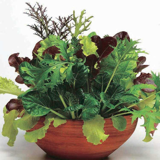 Lettuce City Garden Mix - 900A