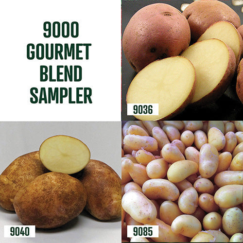 Gourmet Blend Sampler - 9000A