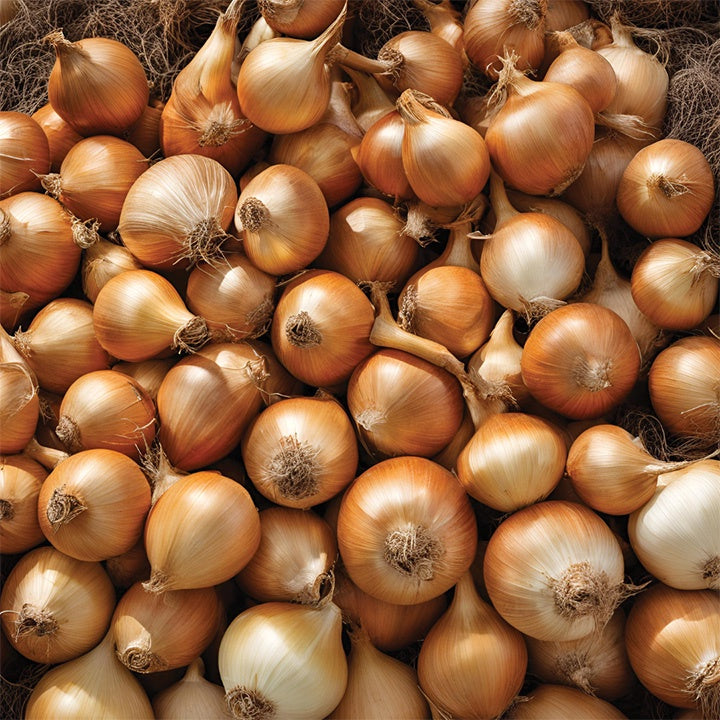 Dutch Onion Sets - 9005A