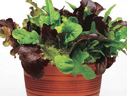 Lettuce Global Gourmet - 902A