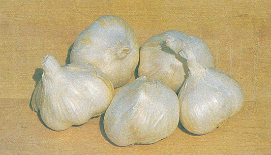 White Garlic - 9025A