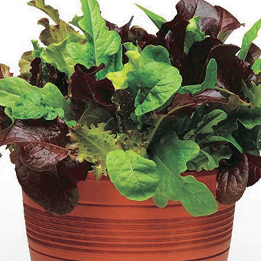 Lettuce Global Gourmet