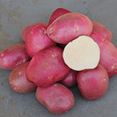 Seed Potato Roko