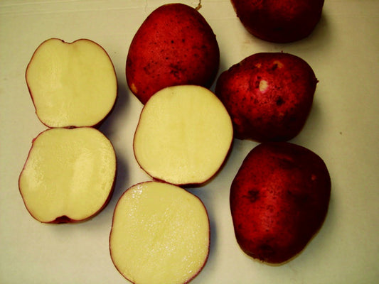 Seed Potatoes Viking - 9036A