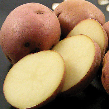 Seed Potatoes Viking