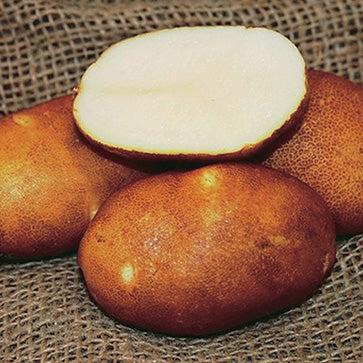 Potato Gold Rush - 9040A