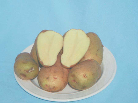 Seed Potatoes Alta Blush - 9048A