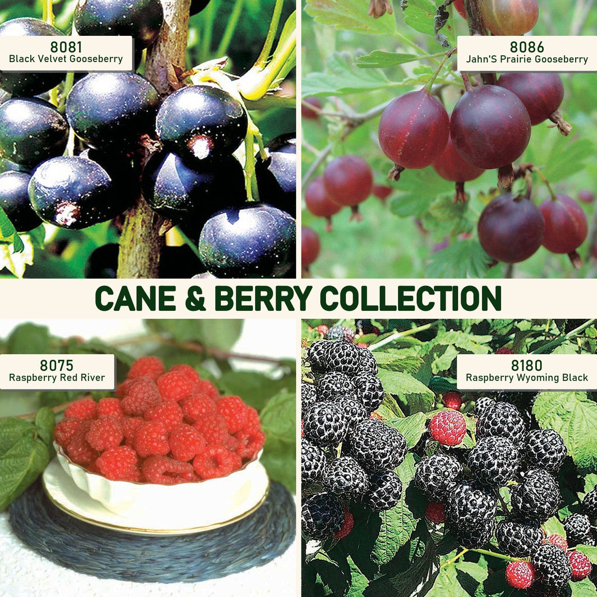 Cane & Berry Collection