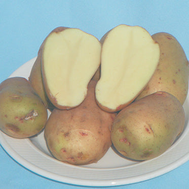 Seed Potatoes Alta Blush - 9048A