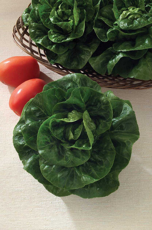 Lettuce Baby Star (65 Days) - 905A
