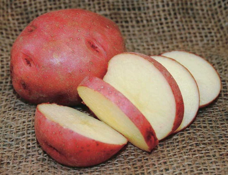 Seed Potatoes Dark Red Norland - 9055A