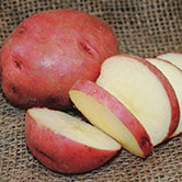Seed Potatoes Dark Red Norland - 9055A