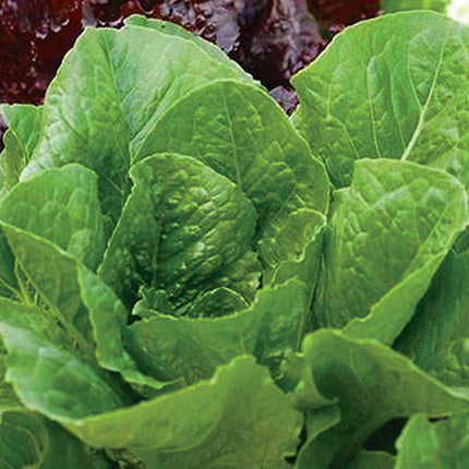 Lettuce Baby Star (65 Days) - 905A
