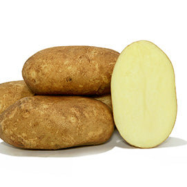 Seed Potato Kennebec