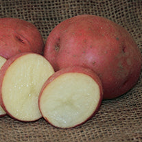 Seed Potatoes Pontiac