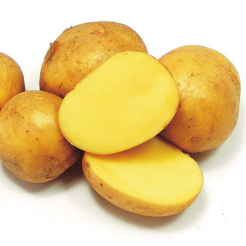 Potato German Butterball - 9075A