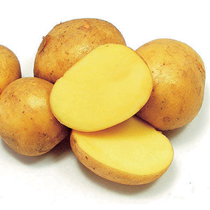 Potato German Butterball