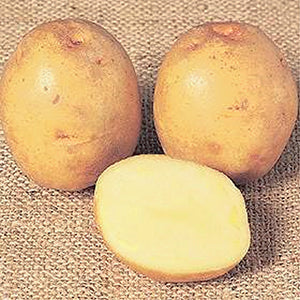 Seed Potatoes Yukon Gold