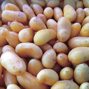 Potato Bellanita - 9085A