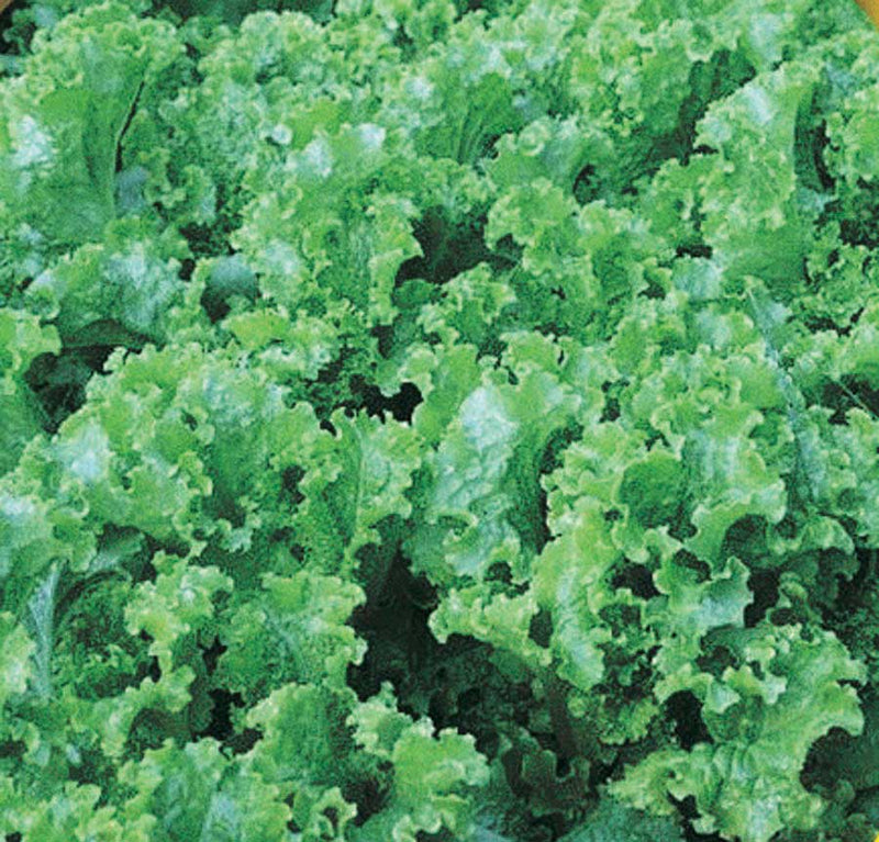 Leaf Lettuce Green Ice (45 Days) - 909A