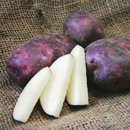 Seed Potatoes Purple Caribe
