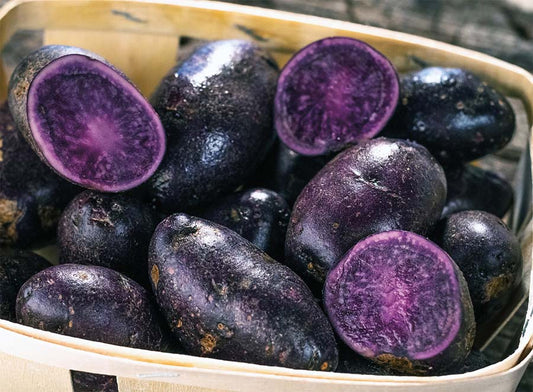 Seed Potato Violet Queen - 9092A