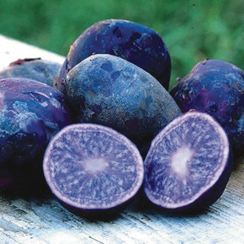 Seed Potato Violet Queen