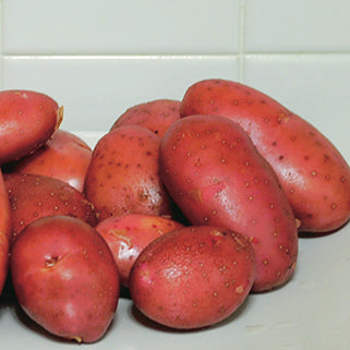 Seed Potato Fingerling