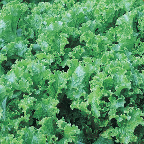Leaf Lettuce Green Ice (45 Days) - 909A