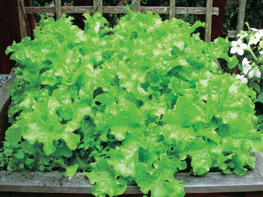 Lettuce Muir (50 Days) - 910A