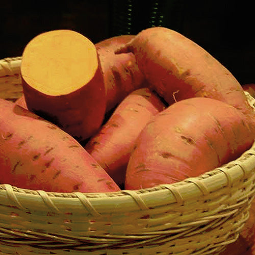Covington Sweet Potatoes - 9100A