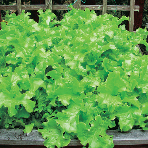 Lettuce Muir (50 Days) - 910A