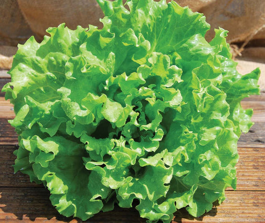 Lettuce Muir Pellets (52 Days) - 911A