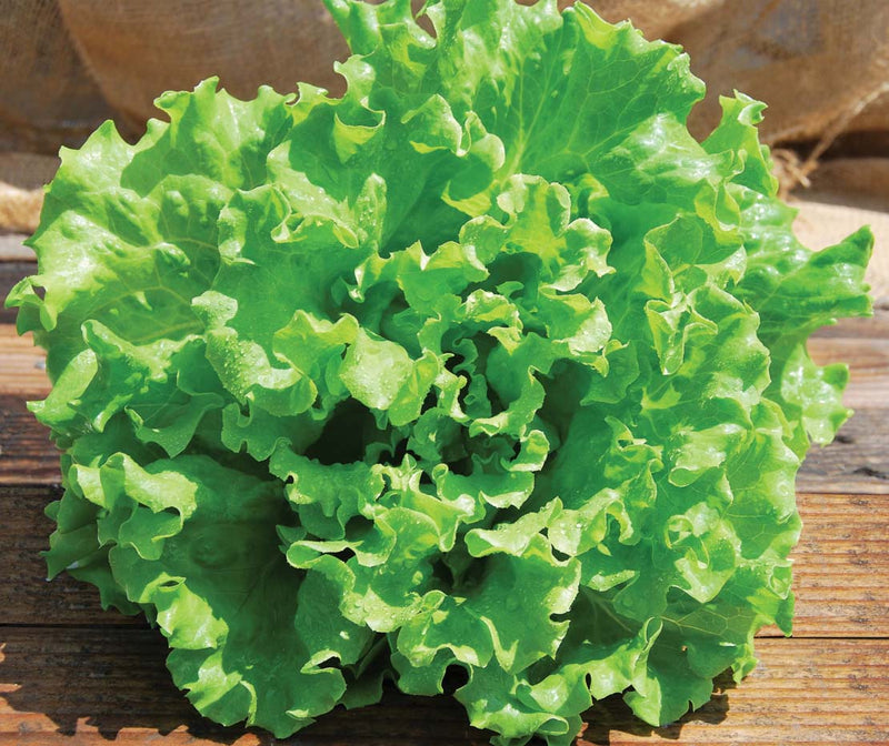 Lettuce Muir Pellets (52 Days) - 911A