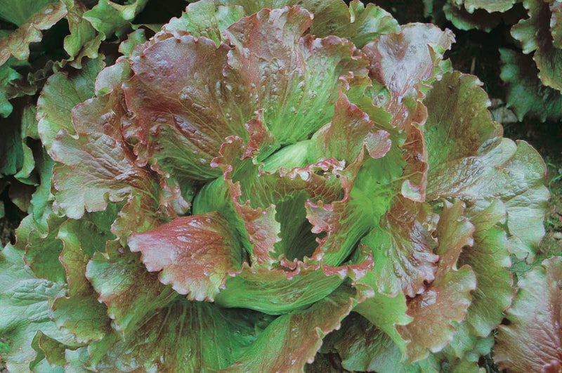 Lettuce Magenta (48 Days) - 912A