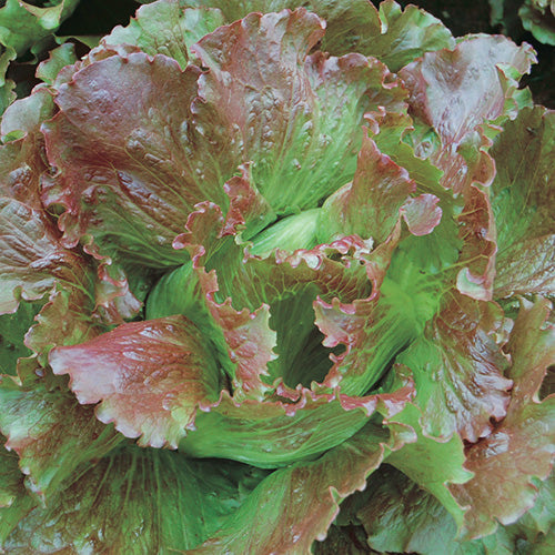 Lettuce Magenta (48 Days) - 912A