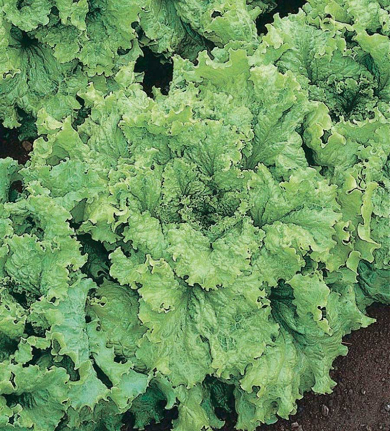 Leaf Lettuce Simpson Elite (48 Days) - 915A