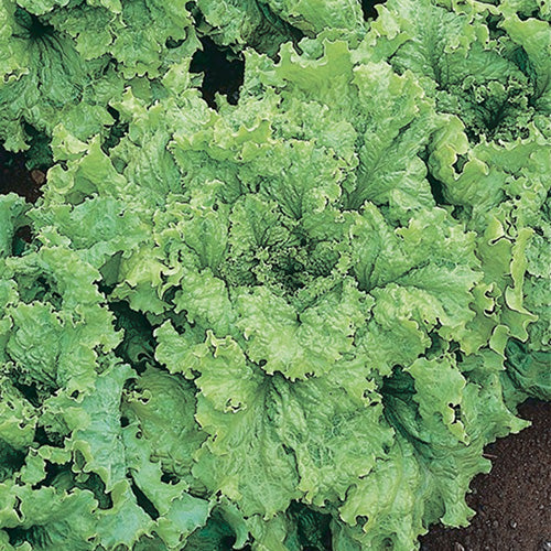 Leaf Lettuce Simpson Elite (48 Days) - 915A